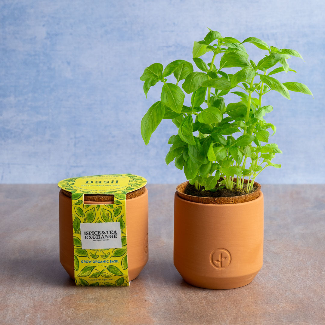 seed sprout tea for plants Tiny Terracotta Grow Kit (Mint, Basil) Basil